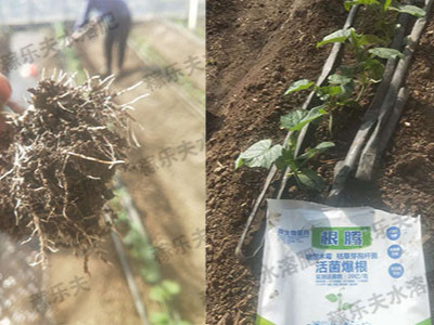 黄瓜生根菌肥怎么用效果好?辽宁姜经理用根腾活菌爆根!