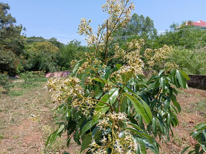 荔枝使用喜锐施长势好