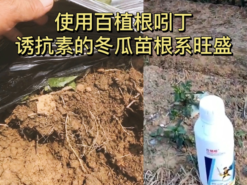 广东客户冬瓜苗上使用百植根吲丁诱抗素根密