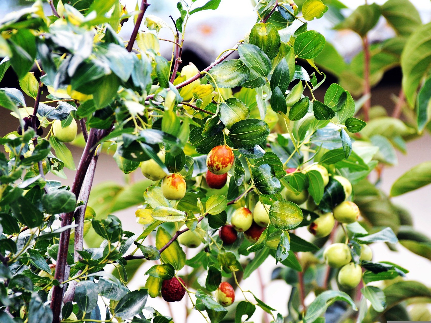 枣树的需肥规律，枣树如何施肥可以高产？