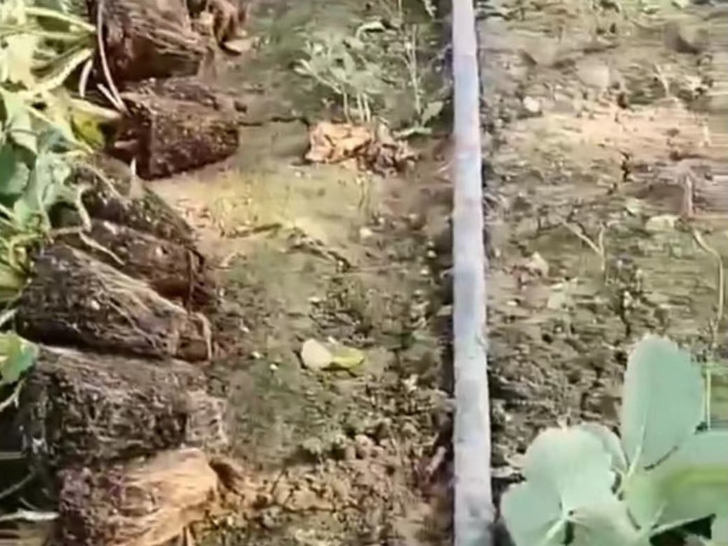 草莓根腐病炭疽病防治措施