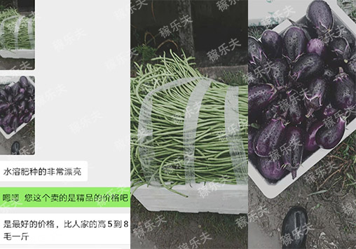 茄子豆角上使用稼乐夫水溶肥效果好价高