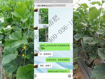 什么厂家的微生物菌剂在黄瓜上表现好?
