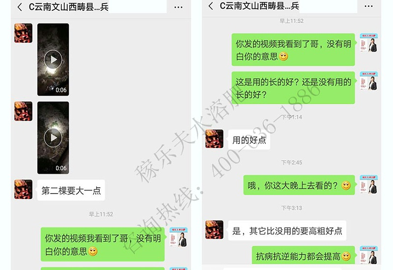 云南文山西畴县柑橘种植户江大哥