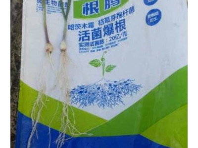 蒜苗生根肥怎么施效果好?