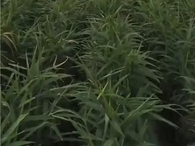 预防大姜姜瘟病用什么微生物菌剂好?