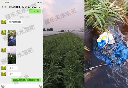 大姜上使用稼乐夫肥料效果