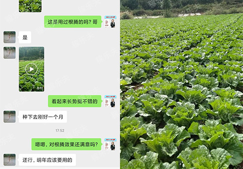 白菜用什么肥料长得好？