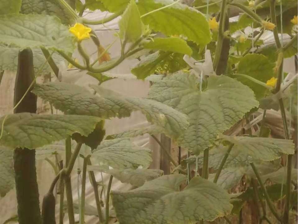 黄瓜后期用什么肥料好？
