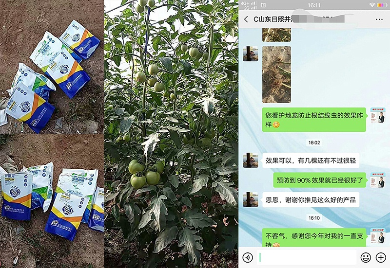 山东日照番茄种植户井经理