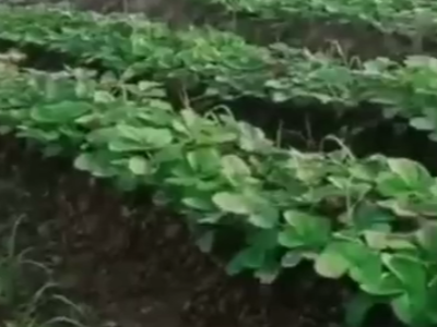 安徽阜阳草莓基地张老板——稼乐夫水溶肥客户案例