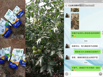 山东日照莒县番茄种植户井经理——稼乐夫水溶肥客户案例