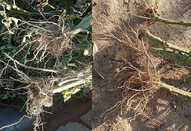 山东日照番茄种植户井经理