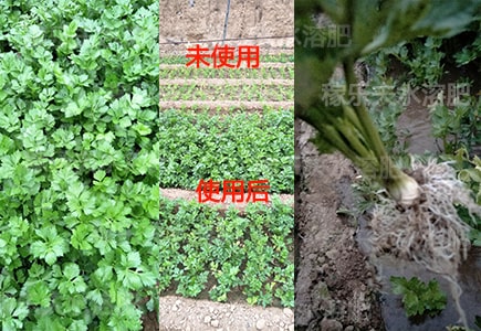 芹菜长势好用什么水溶肥?