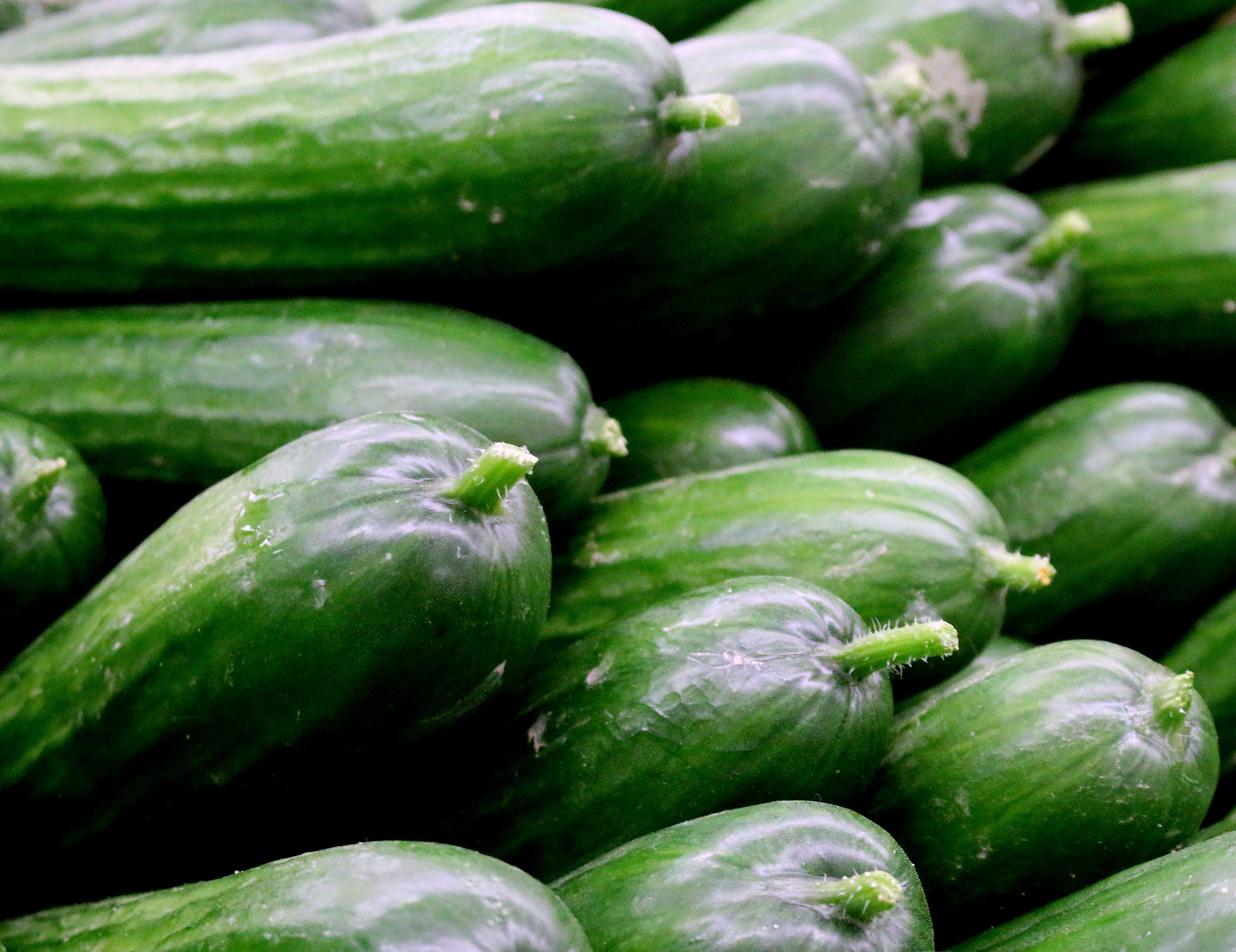 氮磷钾对黄瓜的影响，黄瓜如何施肥可以提高收成