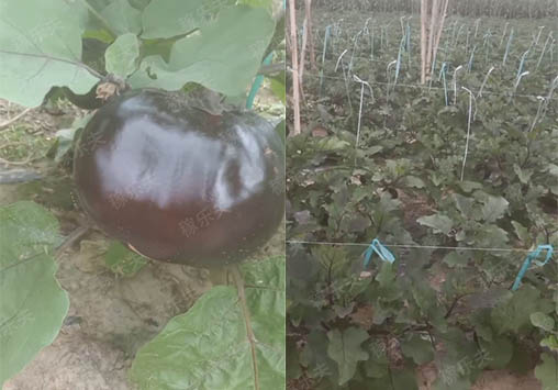 施用了稼乐夫水溶肥后的茄子效果