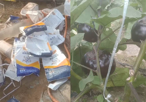 茄子上施用稼乐夫水溶肥效果