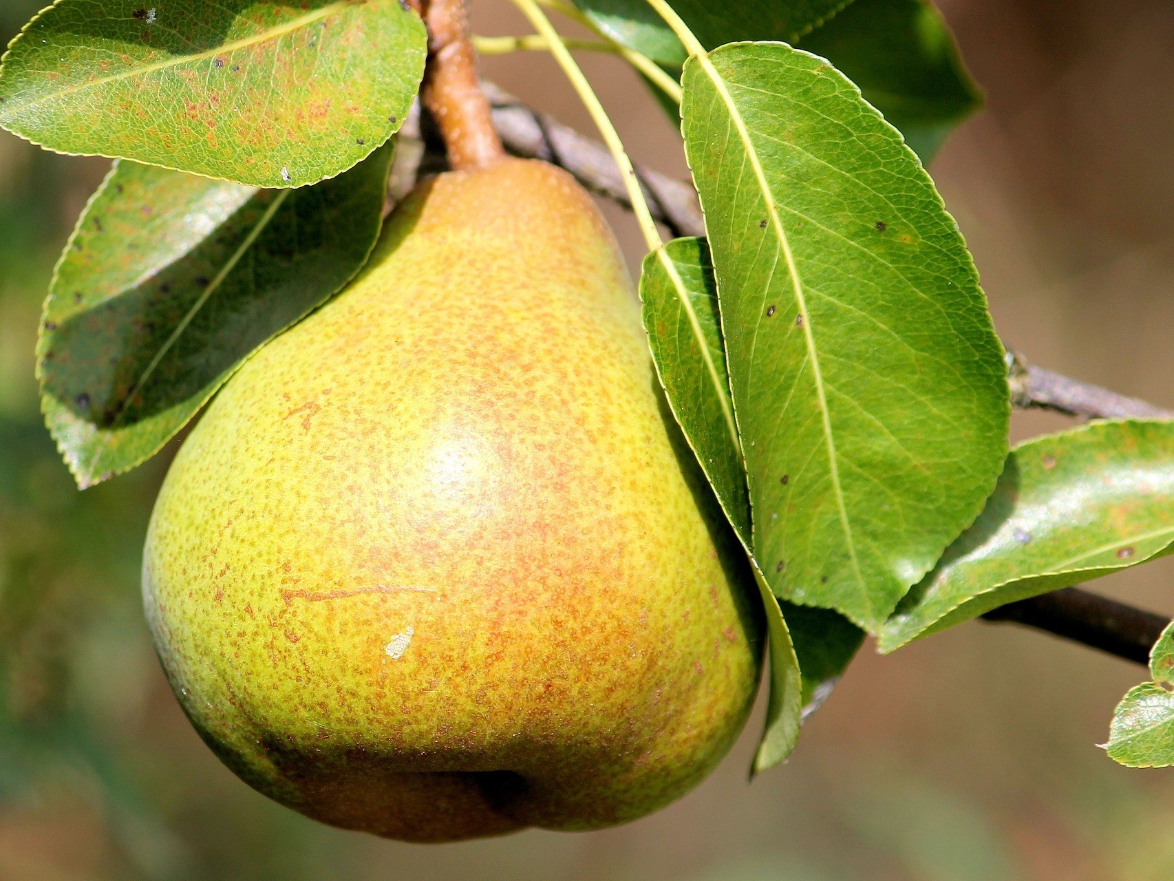 提高梨树坐果率的措施，梨树种植技术