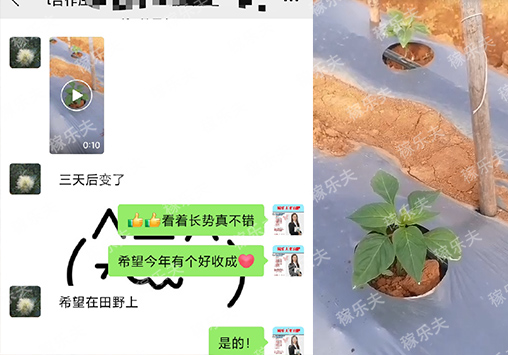 辣椒苗促长势快用什么肥料好,稼乐夫微生物菌剂厂家
