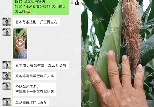 玉米用什么高钾肥增产效果好?