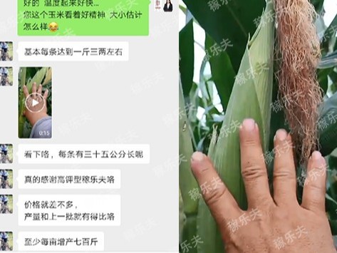 玉米怎么施肥产量高长势好?