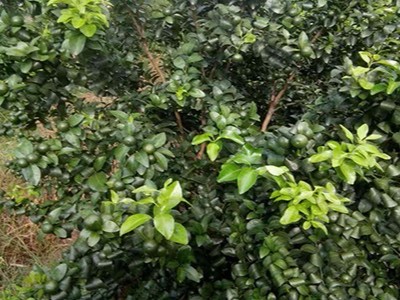 柑橘用什么肥料挂果多?