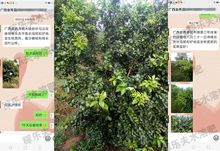 柑橘上使用稼乐夫肥料效果