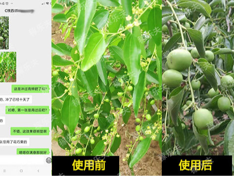 冬枣施肥后几天见效?