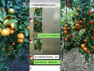 柑橘树上用什么肥料果实长得好?