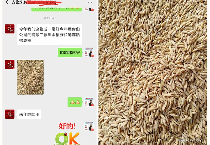 安徽淮南水稻种植户朱经理