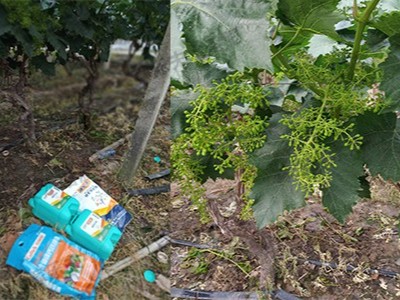 如何确定葡萄的施​肥时期与方法？