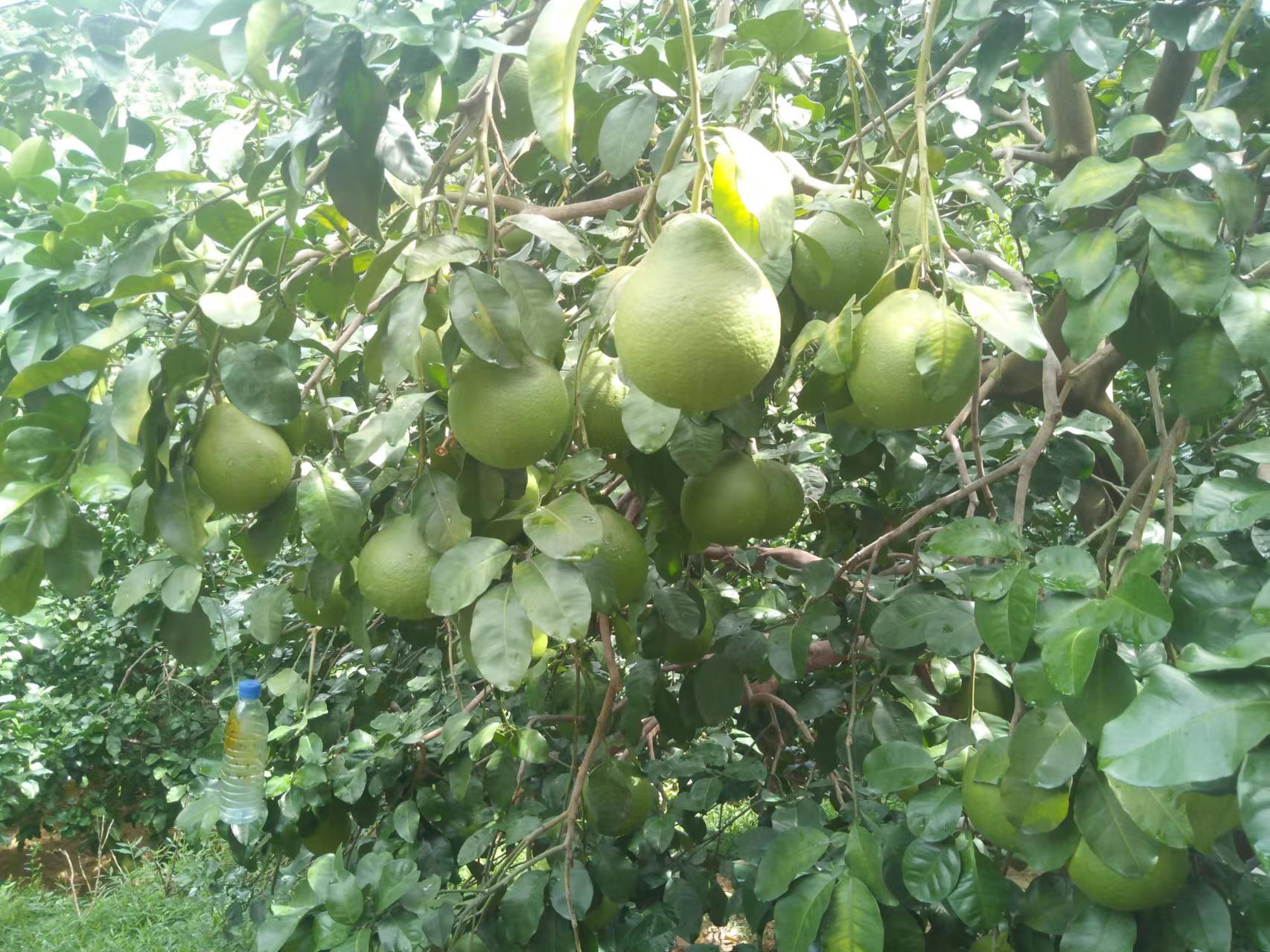 柚子树缺硼有什么症状，如何补救？