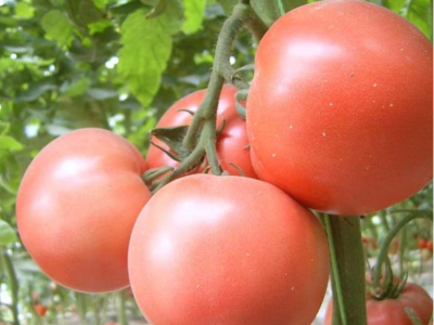 番茄怎么​施肥？