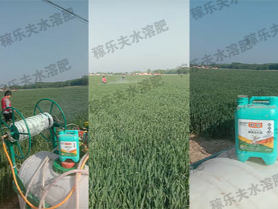 小麦上用什么水溶肥好?