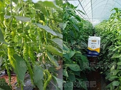 辣椒水溶肥选择哪家好?