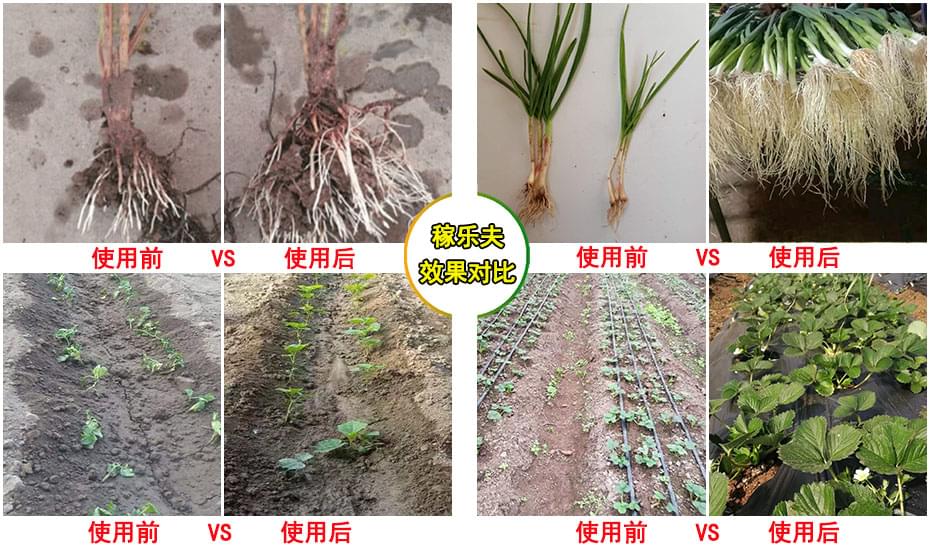 使用根腾前后对比