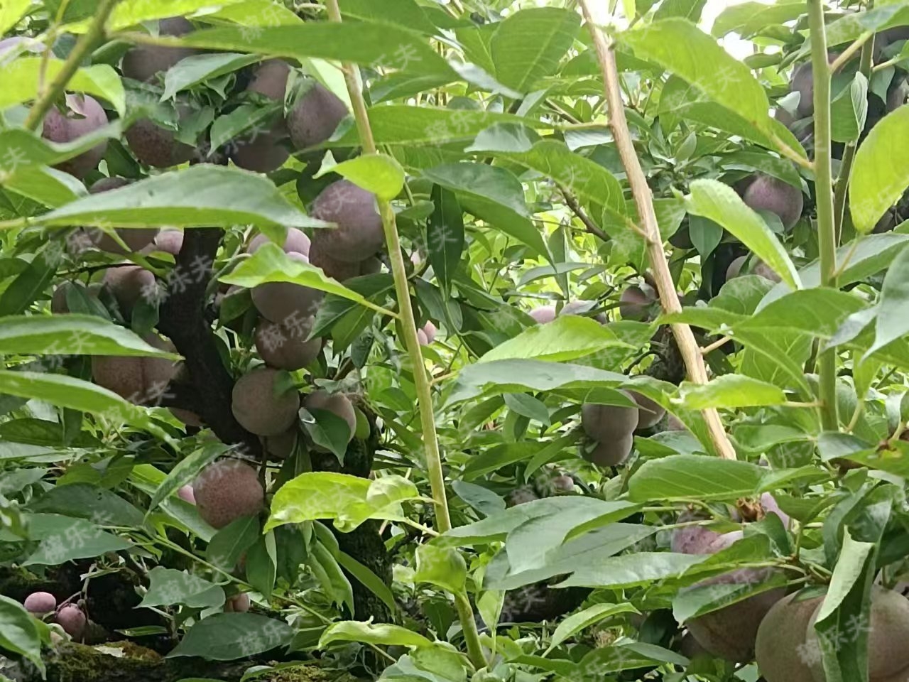 高磷水溶肥使用技巧​有哪些？