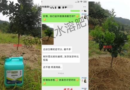 江西赣州柑橘上使用液体根腾效果对比