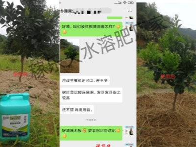 江西赣州柑橘种植户陈经理-稼乐夫水溶肥客户案例