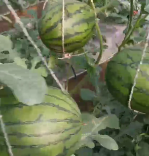 露天西瓜种植时间与方法，西瓜种植高产技术