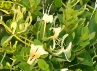 金银花种植时间，金银花施肥施什么肥
