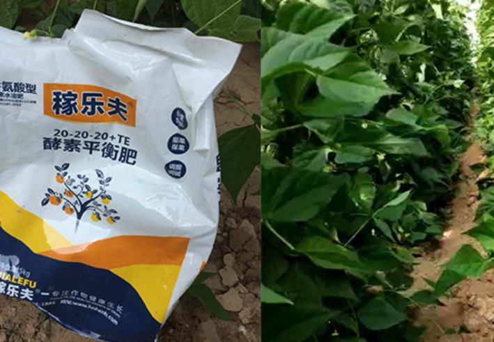 蔬菜上使用稼乐夫大量元素平衡肥