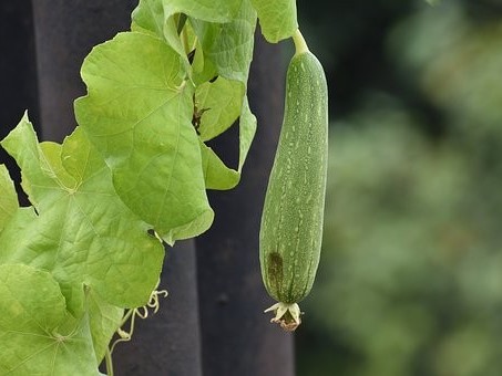 丝瓜的施肥管理技术
