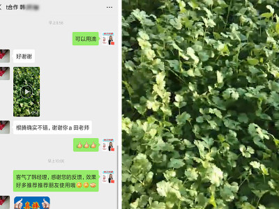 香菜长势不好怎么办?