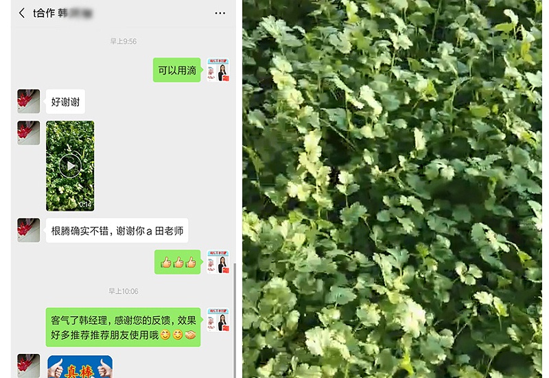 内蒙古通辽市香菜种植户韩灵敏