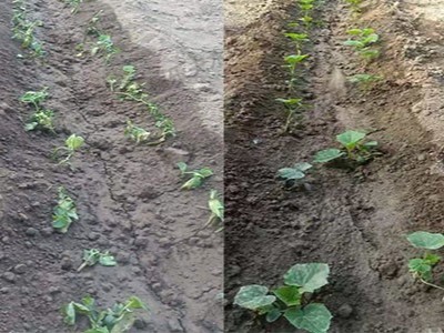 黄瓜刚定植为什么容易萎蔫死棵?黄瓜定植易萎蔫死棵怎么办?