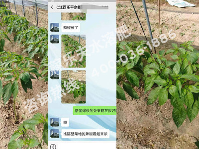 什么肥料用在辣椒上表现好?
