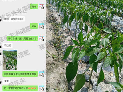 辣椒水溶肥选择什么牌子好?