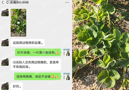 草莓上使用稼乐夫微生物菌剂根腾活菌爆根肥效果