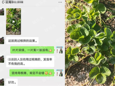 草莓微生物菌剂选择哪家好？